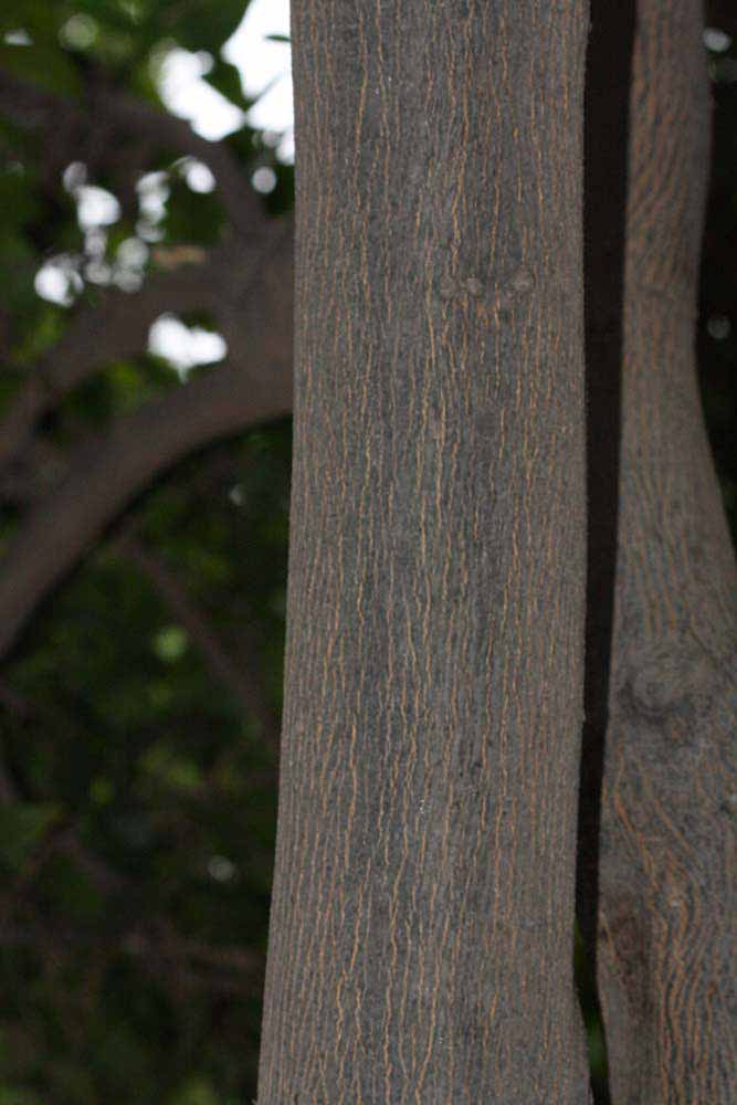            Bark (Riverside, CA)   